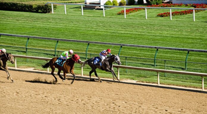 MyRacehorse appoints ex-Betfair racing head as marketing director