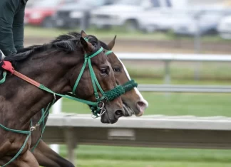 Arkansas generates $3.8m in gambling revenue for December